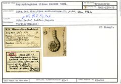 Karteikarte zum Syntyp von Haplophragmium lituus Karrer, 1862
